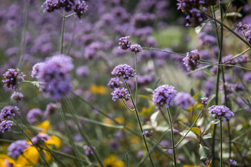 Coneflowers and saffron on the lawn as a garden decoration