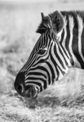 Obraz na płótnie Canvas Close Up view of a Zebra