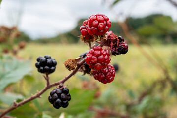 branche d'un mûrier avec fruits rouge et noir