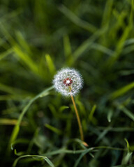 dandelion close-up