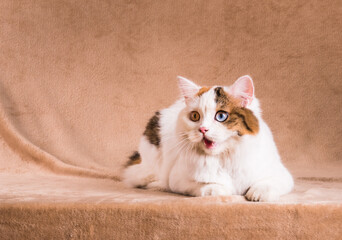 Wondering looking cat wow copy space background.