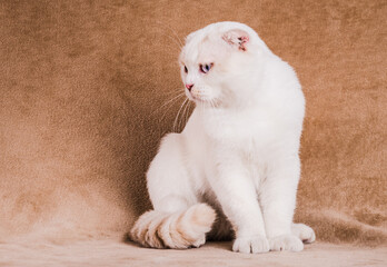 White beautiful cat Scottish fold copy space.