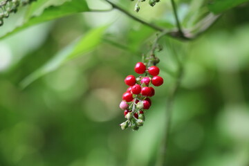 The red color berries in the green background. 