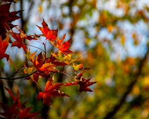 Layers of autumn foliage