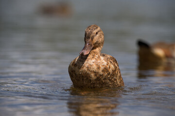 Duck bathing in the water