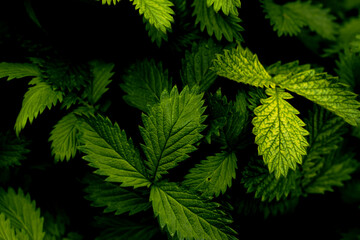 Naklejka na ściany i meble Agrimonia Procera - green foliage background