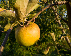 Ripe yellow apple on apple tree branch in sunlight