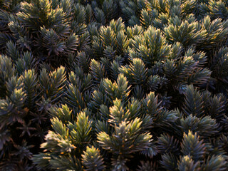 Abstract close up ornamental plant, natural patterns