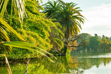 paisaje de arboles y laguna colores verdes amarillos © Derlys