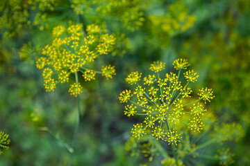Fresh dill (Anethum graveolens) growing on the vegetable bed. Annual herb, family Apiaceae. ...