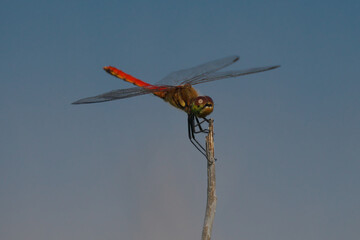 羽根を休める赤トンボ