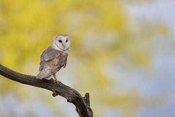 Barn Owl perched on a tree branch with golden foliage and blue sky in the background.  