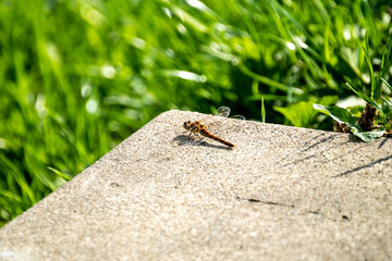 Close up of Common Darter dragonfly - sympetrum striolatum - in County Donegal - Ireland.