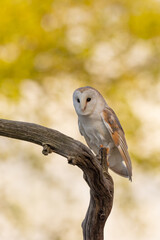 Barn owl perched on a branch with golden foliage in the background.