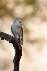 Barn owl perched on a branch with dappled light in the background.  