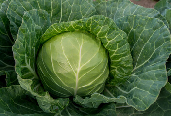 Obraz premium head of young green cabbage close-up.