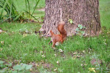 red squirrel tree glade rodent