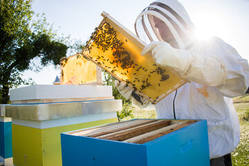 Beekeeper in white protective suit inspecting beehives at sunset