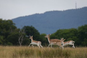 Fallow Deer in Shropshire Woodlands, United Kingdom
