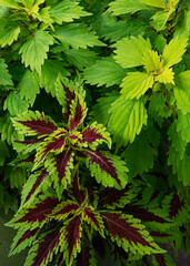 654-83 Maroon & Green