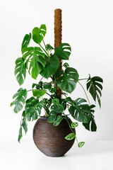 popular large Philodendron monstera deliciosa and Monstera Adansonii