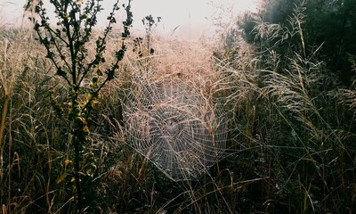 Spider`s web in the fog