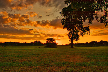 Einsamer Baum in der Abendsonne