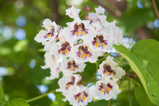 Southern Catalpa, white flower close-up