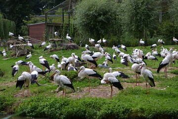 zoo, tier, affe, ganz, vofel, makak, wild lebende tiere, baby, säugetier, wild, natur, mama, fell,...