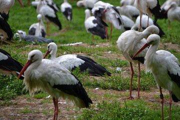 zoo, tier, affe, ganz, vofel, makak, wild lebende tiere, baby, säugetier, wild, natur, mama, fell, asien, tierpark, dschungel, gesicht, kind, wald, liebe, sitzen, siam, braun, familie, gibraltar, anre