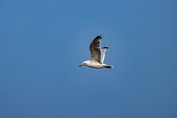 Seagull