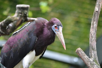 zoo, tier, affe, ganz, vofel, makak, wild lebende tiere, baby, säugetier, wild, natur, mama, fell,...