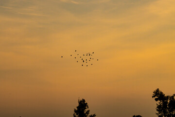 Birds