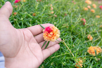 Fototapeta na wymiar Colorful flower Grandiflora, japanese rose or Mose Rose. Beautiful sun plant.