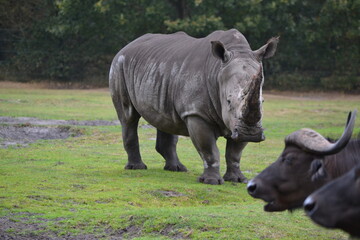 tier, bulle, säugetier, flusspferd, flusspferd, wild, natur, wild lebende tiere, gras, bauernhof, tier, big, warzenschwein, gross, nashorn, safari, braun, tierpark, 