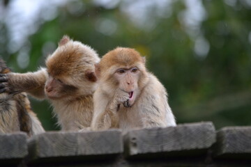 Naklejka premium tier, bulle, säugetier, flusspferd, flusspferd, wild, natur, wild lebende tiere, gras, bauernhof, tier, big, warzenschwein, gross, nashorn, safari, braun, tierpark, 