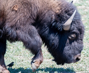 american bison portrait