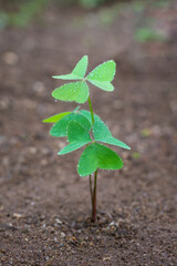 clover plant, also known as good luck or lucky clover plant with water drops, isolated in the garden, closeup view taken just after the rain