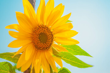 Sunflower in clear blue sky, yellow flower