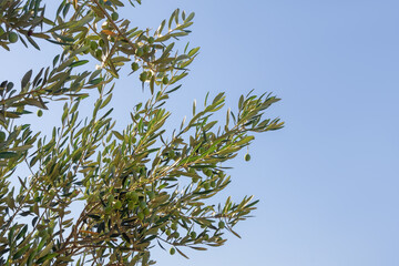 Branches of olive tree with leaves and fruit against blue sky