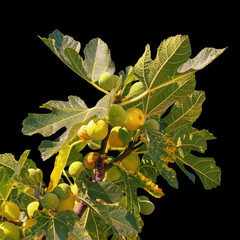 Branch of  fig tree ( Ficus carica ) with leaves and fruit,  isolated on black