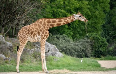 Girafe