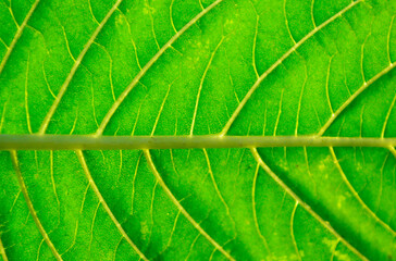 abstract background of green leaves in closeup or macro has detail and structure of vein or cell is way on texture of leaf fresh with bright light at foliage. pattern detail structure on leaf