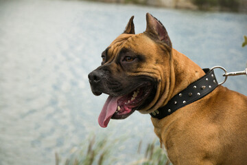 breed of evil dog stands by the river