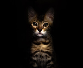 Fototapeta na wymiar beautiful phytogenic Bengal cat posing
