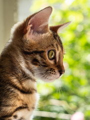 beautiful phytogenic Bengal cat posing