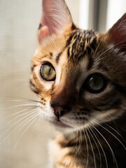 beautiful phytogenic Bengal cat posing