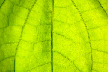 Fototapeta na wymiar abstract background of green leaves in closeup or macro has detail and structure of vein or cell is way on texture of leaf fresh with bright light at foliage. pattern detail structure on leaf