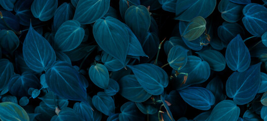 blue and white feathers