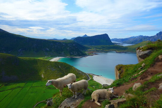 Haukland beach aerial view from Mannen summit in Lofoten islands, Norway, Nordland